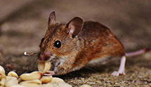 24 Hour & Emergency Exterminators in East Otto, NY